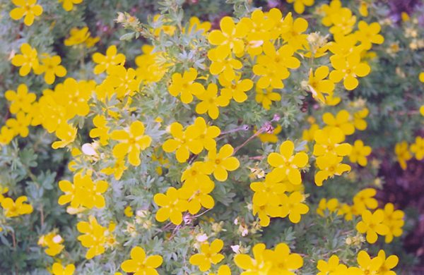 Coronation Triumph Potentilla #5