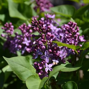 Prairie Petite Lilac #2