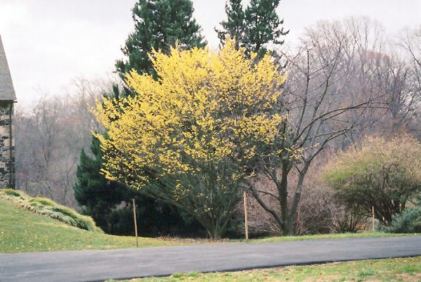 Arnold Promise Witchhazel #7