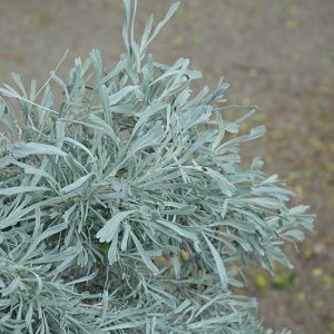 Tall Western Sage Brush #1