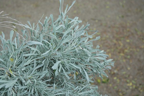 Tall Western Sage Brush #1