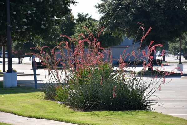 Red Yucca #5