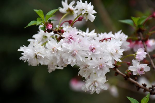 Zuzu Flowering Cherry