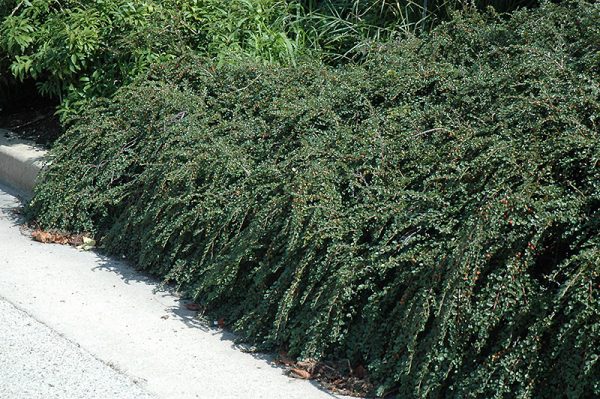 Cotoneaster Tom Thumb #2