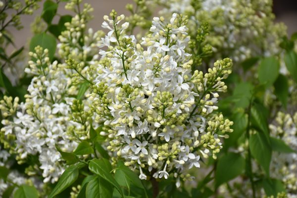 Lilac Mount Baker #2