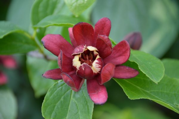Calycanthus Simply Scentsational