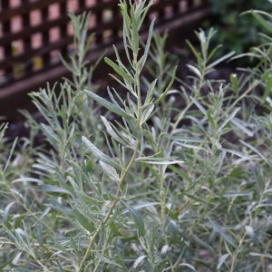 Fourwing Saltbush Atriplex #1
