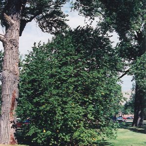 Chokecherry Prunus virginiana #1