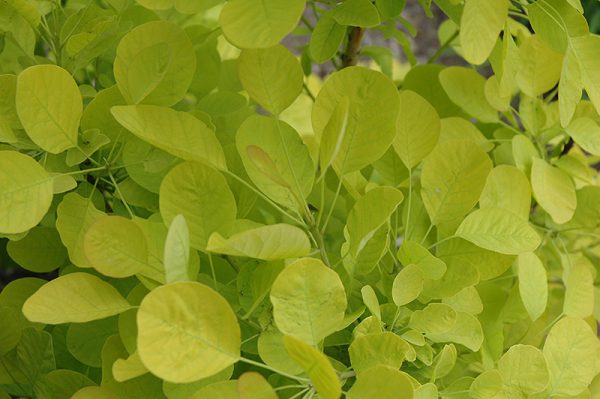 Smokebush Winecraft Gold